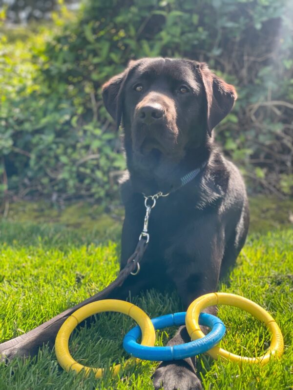 Sawyer relaxes on a lush green lawn while looking off into the distance. He has a 3-ring tug toy between his paws and is surrounded by green trees and ivy.