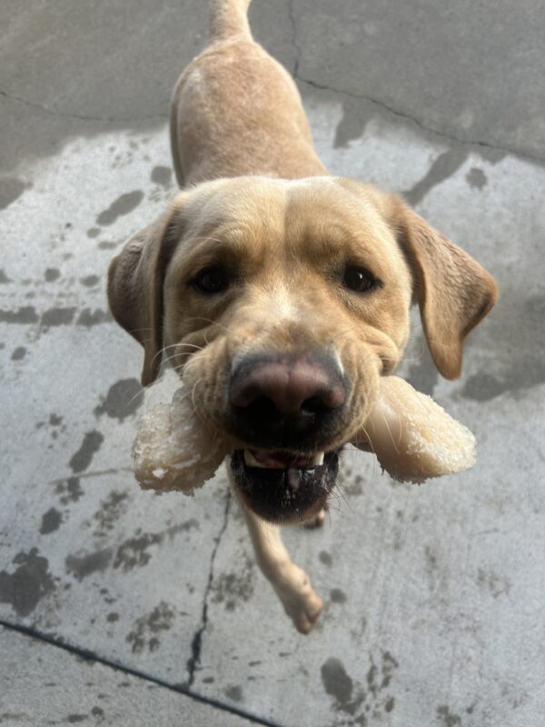 Argo is running towards the camera with a Nylabone in his mouth. He is midstride, looking up at the camera.