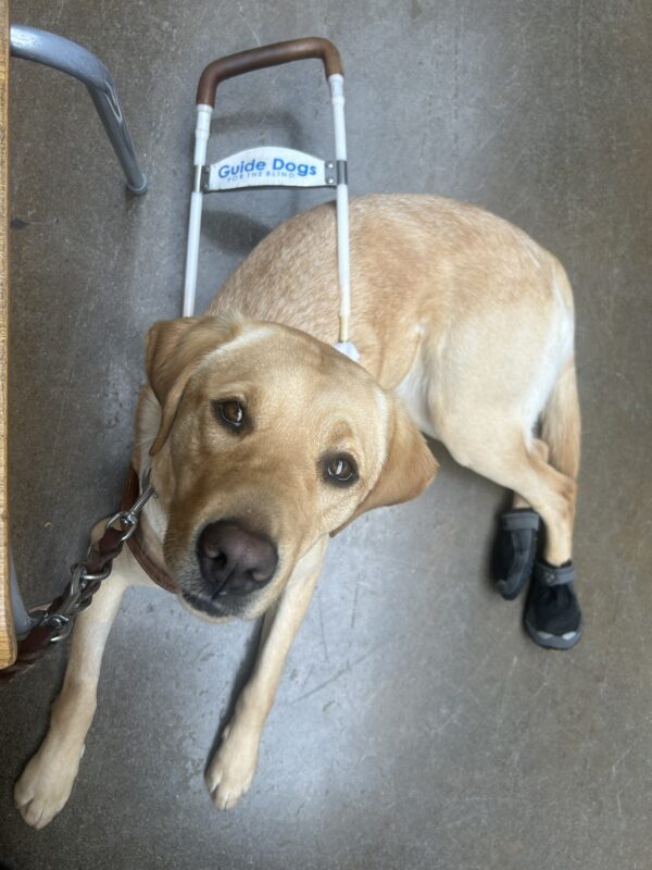 Renee is laying on a concrete floor looking up at the camera. She is wearing a Guide Dog harness and black boots on her two hind paws.