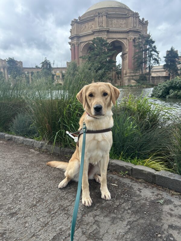 Rye is sitting on a paved path in front of the Palace of Fine Arts in San Francisco. She is wearing a Guide Dog harness and looking at the camera. Behind her are leafy green plants and a pond.