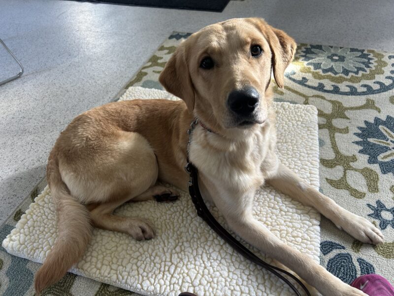 Rye is laying on a sherpa mat on top of a patterned green, blue, and cream rug. She is looking sweetly at the camera, and has one of her front paws resting on her handler's foot in the bottom right corner of the photo.