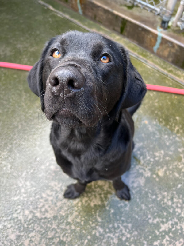 Female black lab