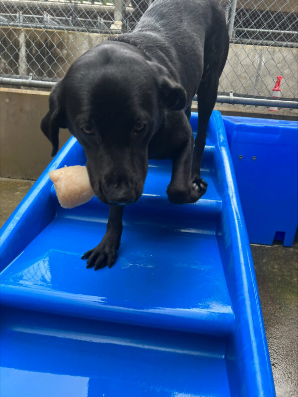 Female black lab