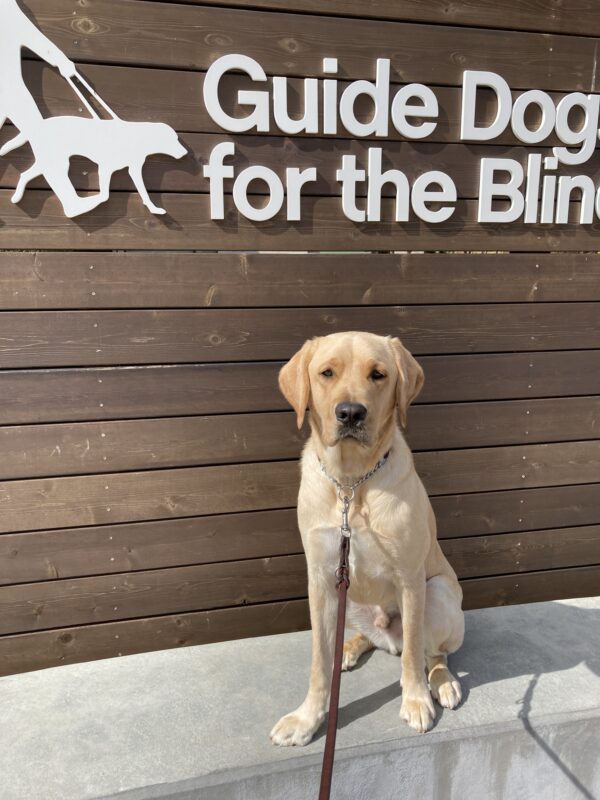 <p>Male Yellow Labrador Huxley poses in front of a wooden sign bearing Guide Dogs for the Blind's logo. He is sitting on a wide ledge and looking at the camera.</p>