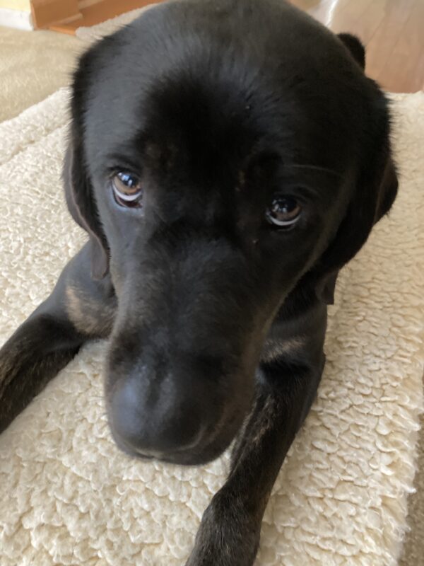 Genie is laying down on a white fleece rug looking up at the camera with her sweet big brown eyes.