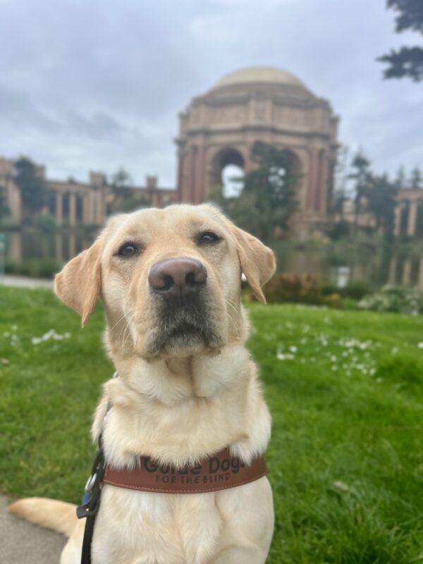 Denise, a female yellow Labrador Retriever, is sitting while wearing her harness. Behind her is the Palace of Fine Arts which is located in San Francisco.
