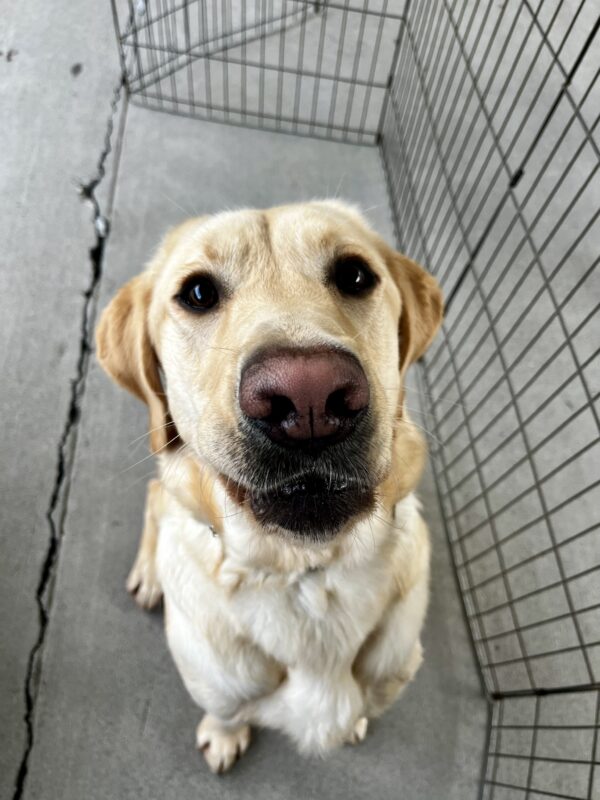 Fenway, a male yellow Labrador Retriever, is staring into the camera while playing in community run. His pink nose is the center point of the photo.