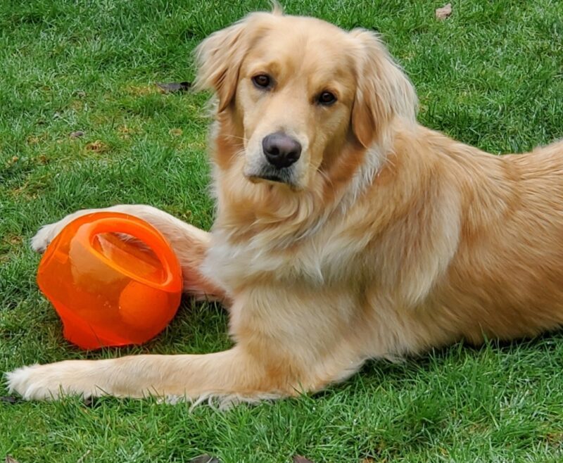 Bart is laying in a grassy field looking at the camera with an orange ball between his front legs.