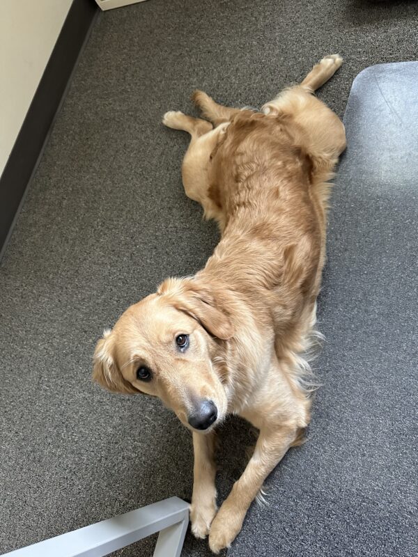 Moon lies on carpet under a desk, looking up at the camera with her back legs extended in a “frog dog” position.