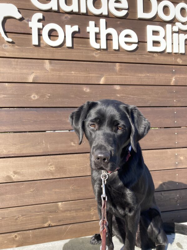 Female Black Labrador Valdine poses in front of a wooden sign bearing Guide Dogs for the Blind's logo. She is sitting looking off camera and her beautiful coat shines in the sun.