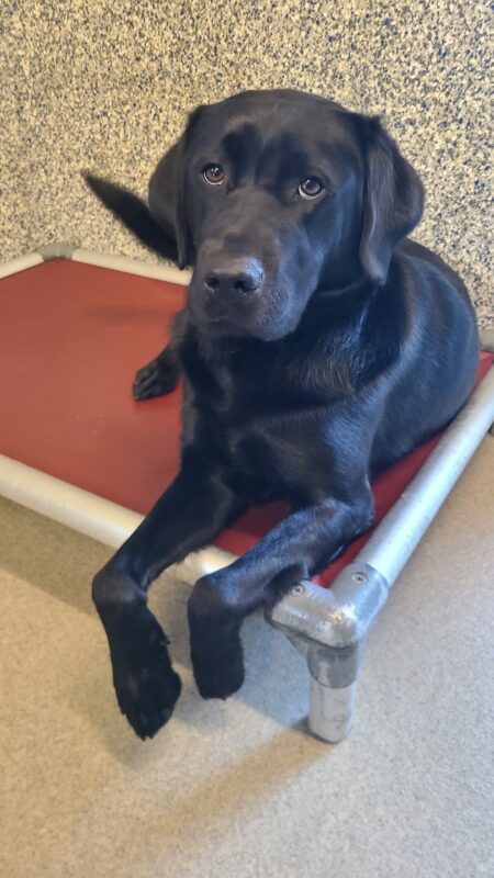 Handsome black lab Larson relaxes atop his red Kuranda bed in his kennel run. He has a soft, but ready to go look on his face.
