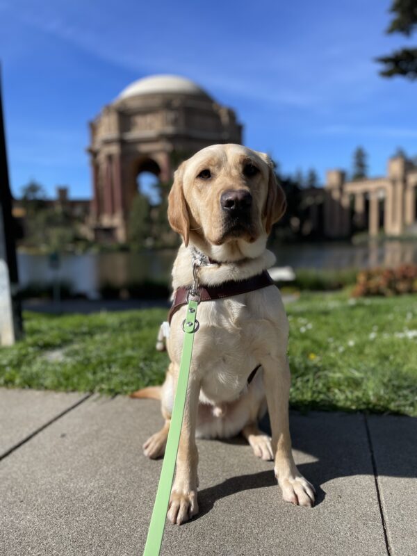 Photo is of yellow lab male Desmond sitting in harness in front of the Palace of Fine Arts in San Francisco