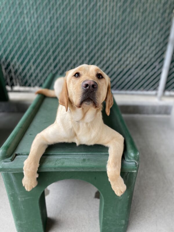 Photo is of Desmond lying down on a green structure in community run with his front paws hanging off the edge and looking at the camera