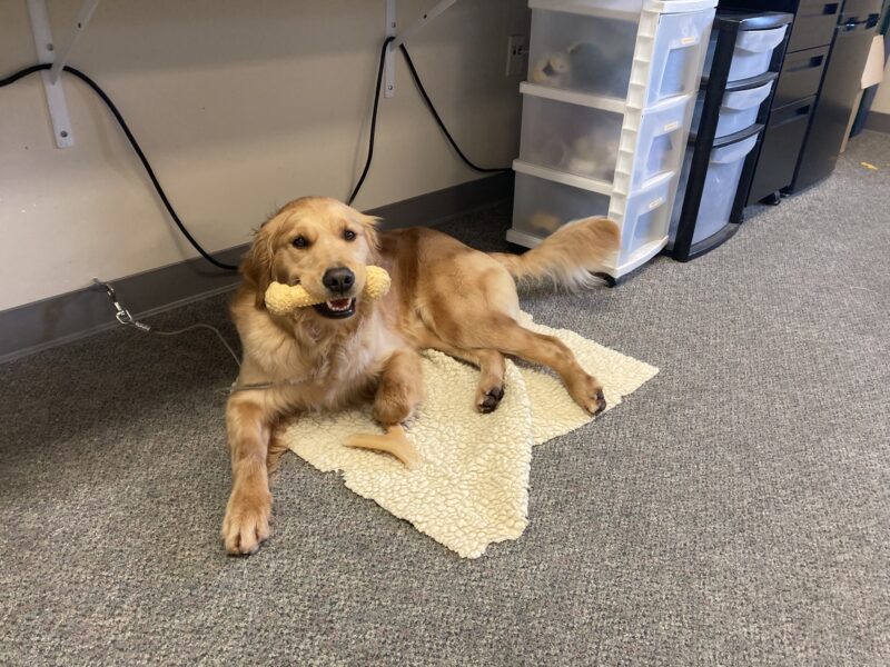 Optimist is laying down on tie-down in an office. She is holding a bone and wagging her tail.