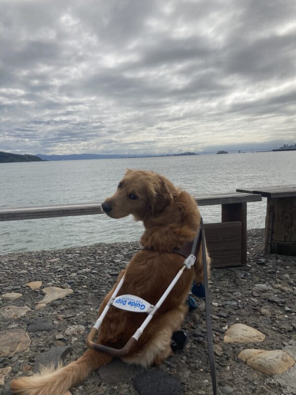Optimist is sitting in harness and booties turning her head over behind her back with the nay in the background.