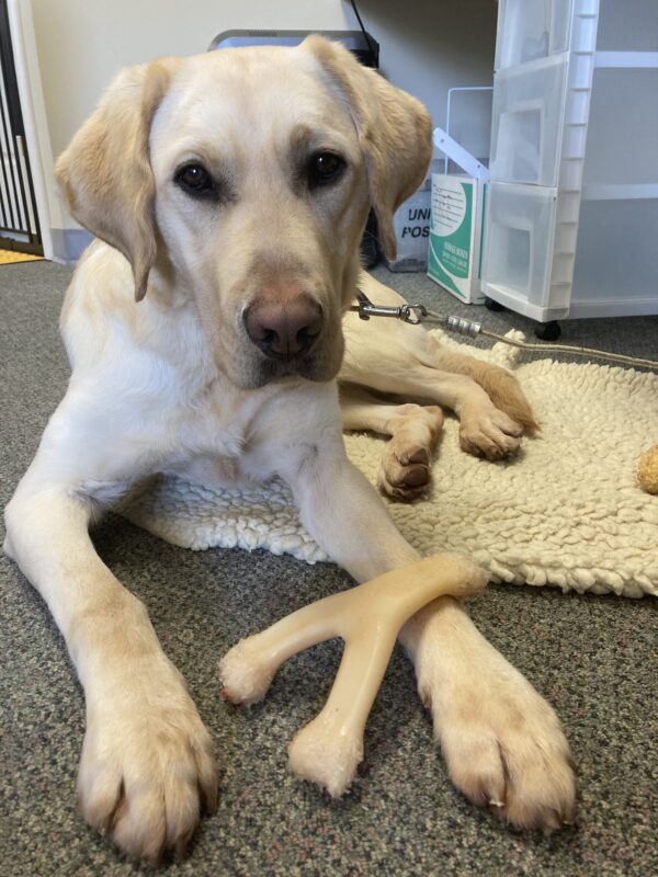 Marco is laying down on tie-down in an office setting, with a benebone resting on his paw.