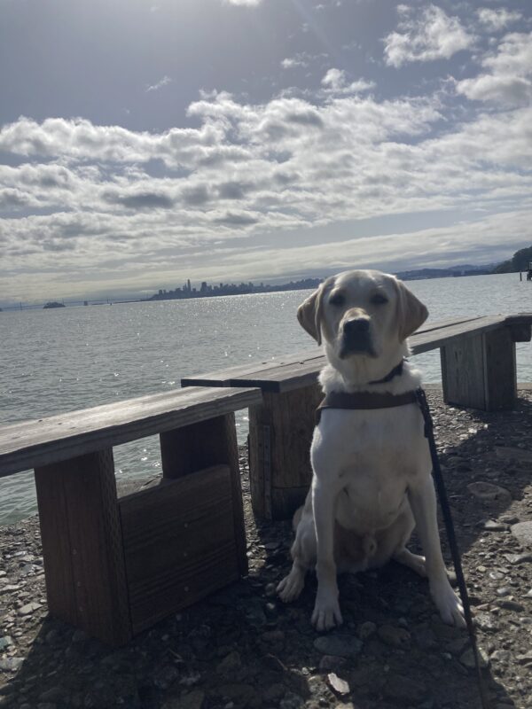 England sits in harness in front of a cement wall overlooking the bay, the skyline of the city is in the background.