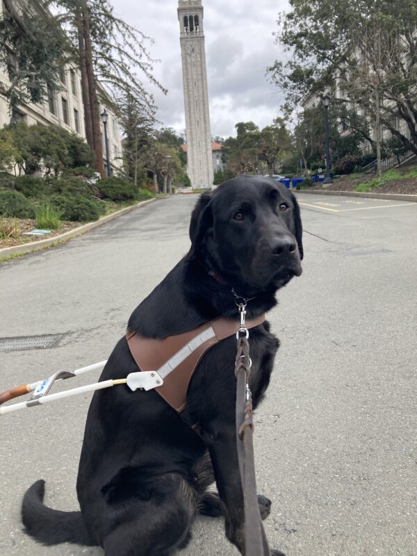 Gambit sits in harness in front of a tower on UC Berkeley campus.