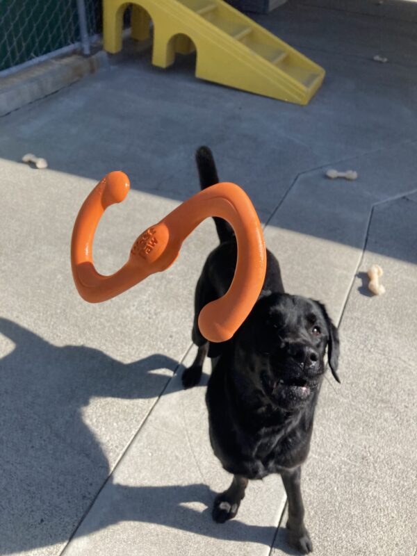 Gambit is standing in community run with an orange west paw tug toy  in the air going towards his head to catch.