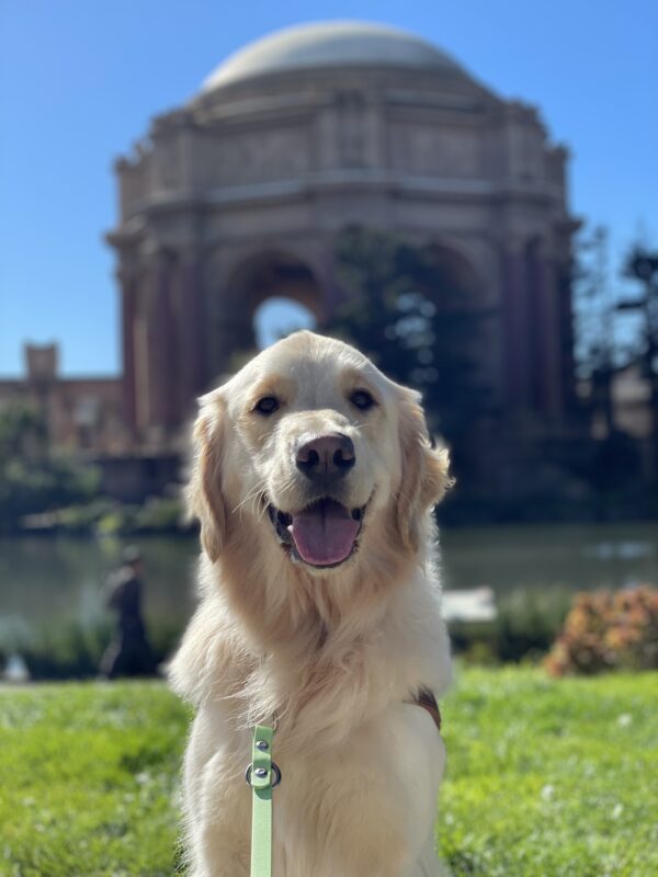 Photo is of golden cross Daughtry sitting on harness in front of the Palace of Fine Arts in San Francisco. He has a big open mouthed smile on his face