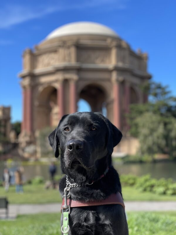 Photo is of black lab Conrad sitting in harness in front of the palace of fine arts in San Francisco