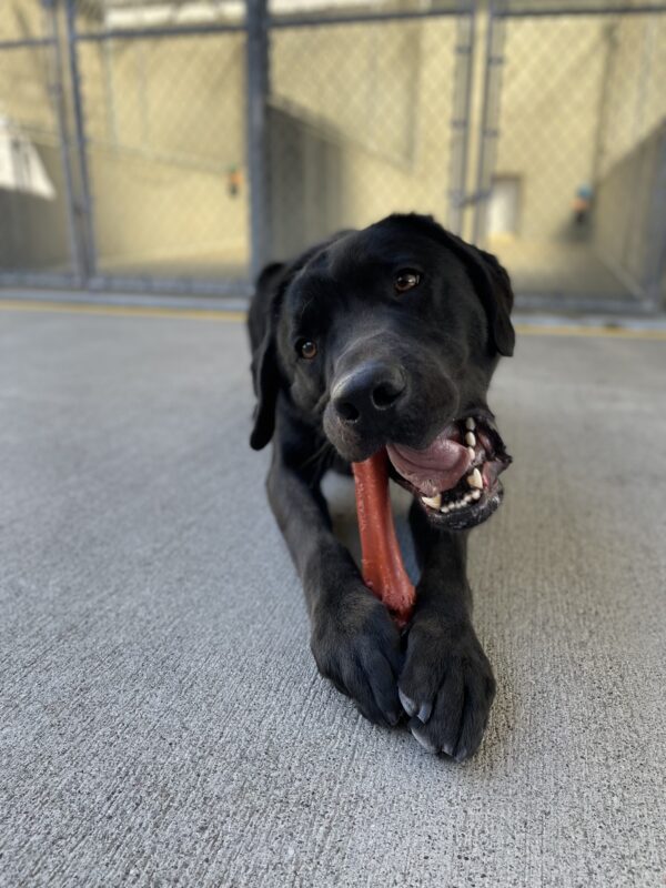 Photo is of Conrad lying in community run chewing on a red bone