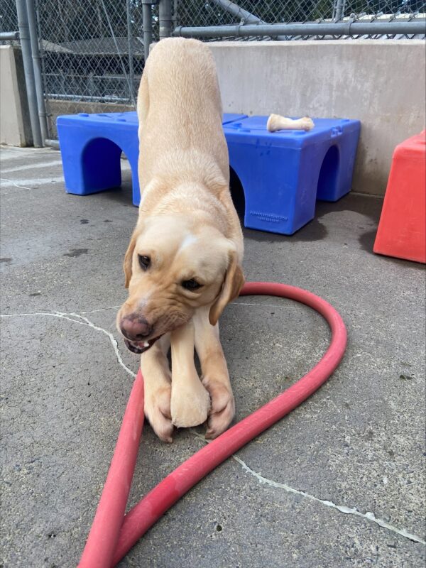 Yellow lab Anders is photographed mid-chew of a Nylabone while in a 