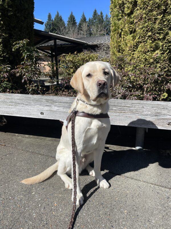Augustus (a yellow Labrador Retriever wearing a guide dog harness) sits facing the camera in front of a bench and some bushes on the Oregon campus.