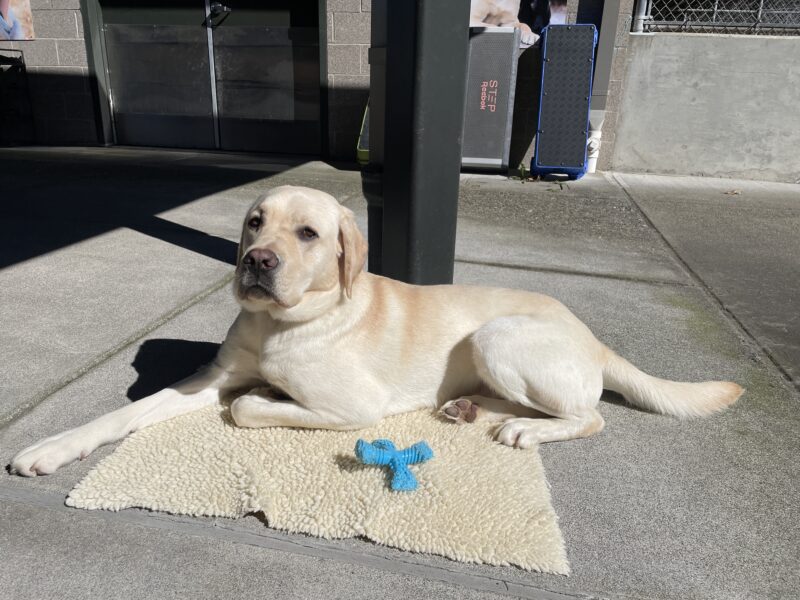 Augustus relaxes in the sunshine while on tie-down in front of a training kennel on the Oregon campus. He is lying with his front left paw tucked underneath him and his head cocked towards the camera. He's on a fleece mat with a blue nylabone beside him.