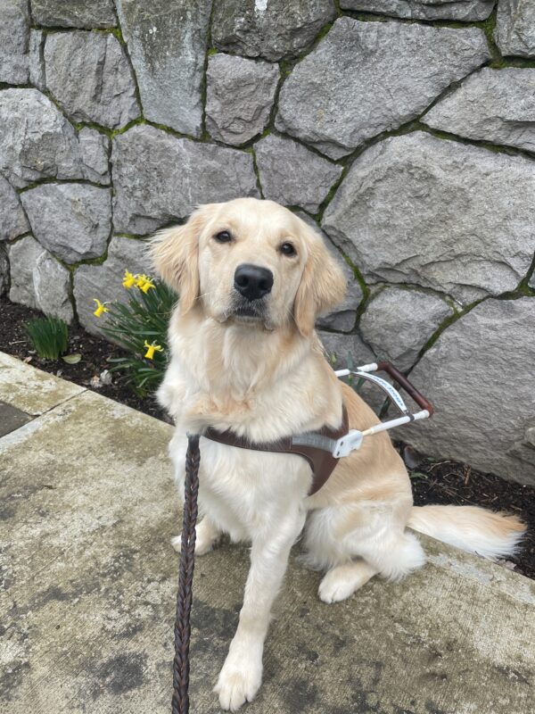 Dauber (a Golden Retriever/Labrador cross) sits looking up at the camera while wearing a guide dog harness. Behind her is a stone wall and a cluster of bright yellow daffodils.