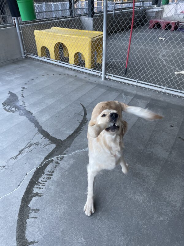 Dauber playing in community run on the Oregon campus. She is excitedly running towards the camera with a Nylabone in her mouth, her nose up in the air, and her tail wagging wildly. In the background is a fence and some brightly colored play equipment.