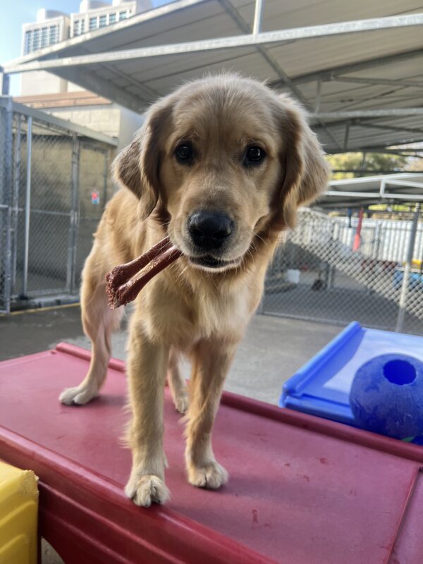 Pedro stands on top of a red play structure. He holds a nylabone in his mouth and looks directly into the camera.
