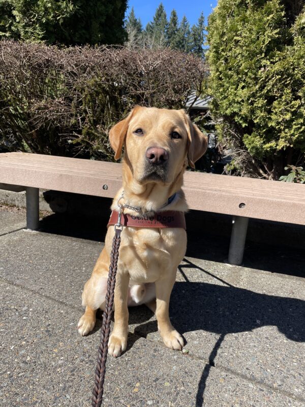 Owen (a yellow Labrador Retriever) sitting and facing the camera while wearing a guide dog harness on the Oregon campus. Behind him is a bench and some bushes.