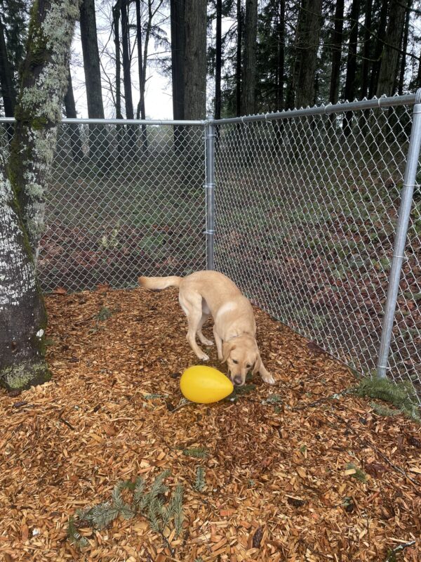 Owen playing in one of the wooded free run areas on the Oregon campus. He is excitedly chasing a yellow egg-shaped plastic Jolly Ball with his tail wagging. In the background is a chain link fence and lots of trees.