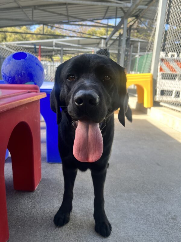 Banjo stands in a play area with his tongue hanging out. Red yellow and blue play structures, along with a blue jollyball are in frame.