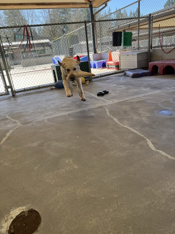 An action photo of Celine, a short-coated yellow lab/golden cross leaping with a bone in her mouth