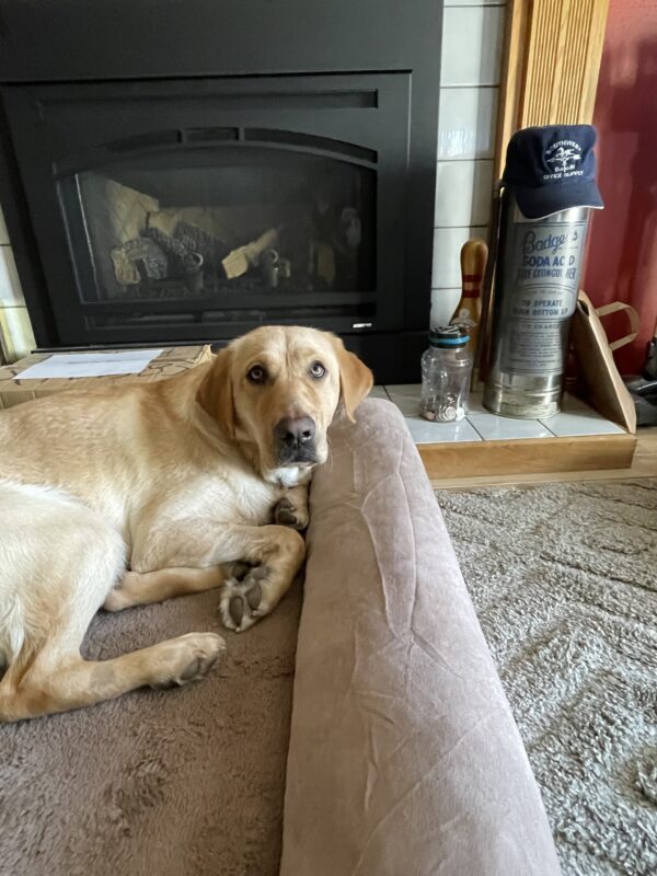 <p>Dominica, a yellow Labrador, lays on a comfy dog bed in front of the fire. She's looking at the camera.</p>