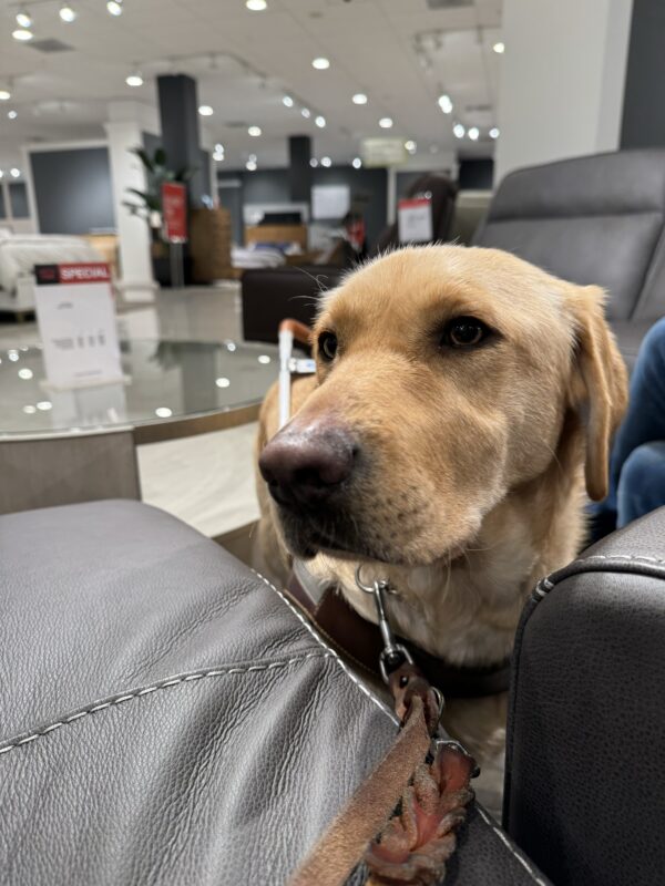 Dominica, a yellow Labrador, stands in harness in a mall furniture section. She is looking off into the distance.