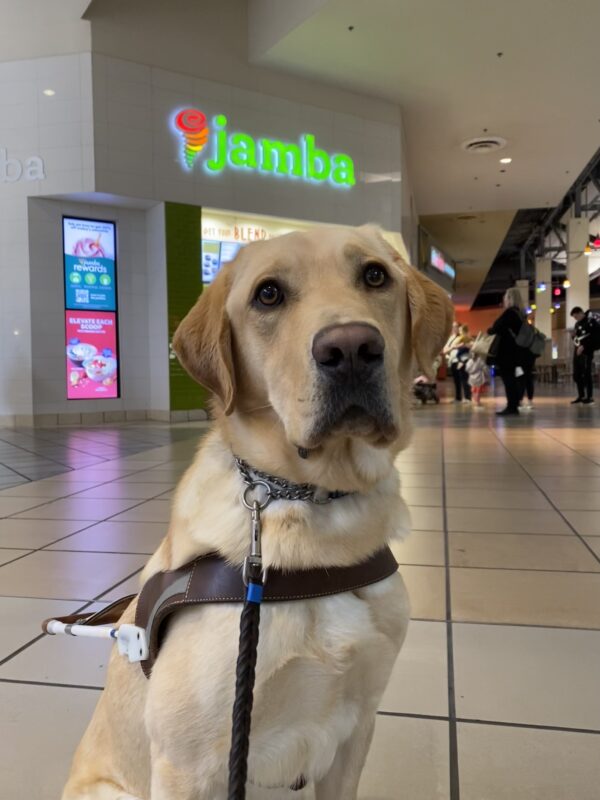 Male yellow lab, Jambo, sits in his GDB harness in a mall-style food court. Above his head are bright green letters spelling “Jamba”, as he poses in front of the Jamba Juice smoothie store.