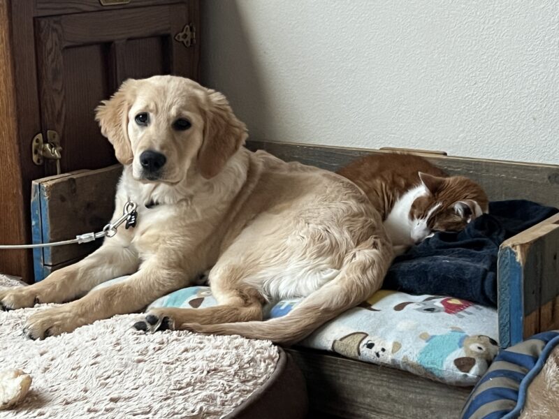 Yellow Lab/Golden cross Grace snuggles with a sleeping brown and white cat while on tie-down on a colorful bed.