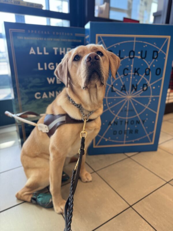 Yellow lab, Adele, sits in front of a display of two large books. She is wearing her harness and two blue boots on her back feet. She is looking into the camera seriously.