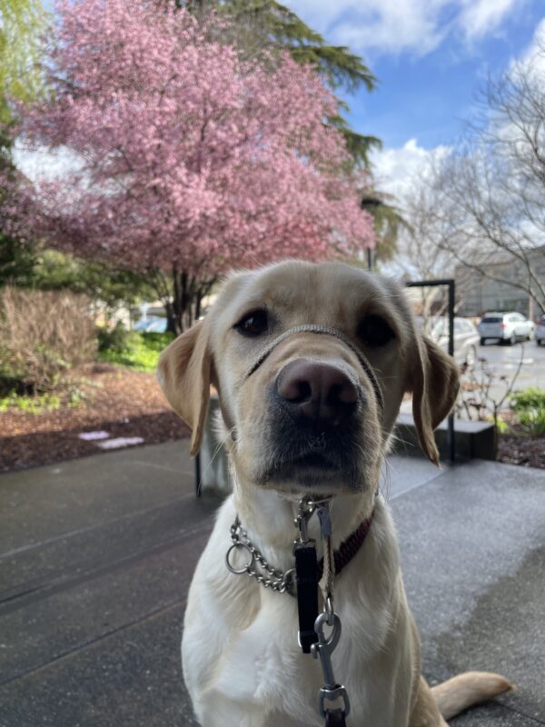 <p>Al is sitting on the landing in front of the CA Residence Hall. There is a cherry blossom tree full of pink flowers in the background.</p>