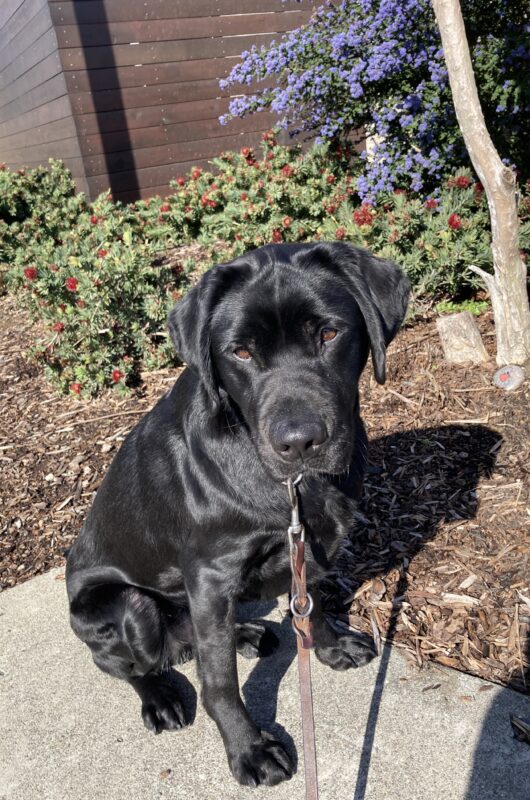 Handsome Male Black Labrador Alistair poses for a picture on campus. He is sitting looking at the camera. Behind him is a bush with red flowers and a tree with purple flowers.