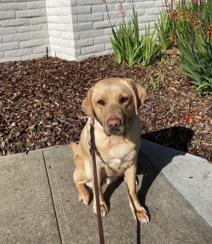 Female Yellow Labrador Anne poses for a picture on campus. She is sitting on a sidewalk, with woodchips, a white wall, and some red flowers behind him.
