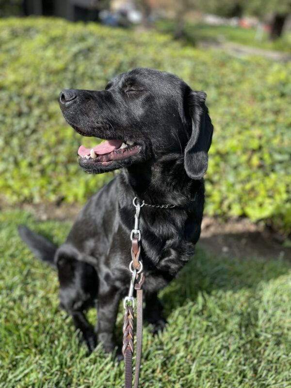 <p>Aramis enjoys a break in the rain.  He sits on the grass with his eyes closed and mouth open in a relaxed smile as he soaks up the sunshine.  </p>