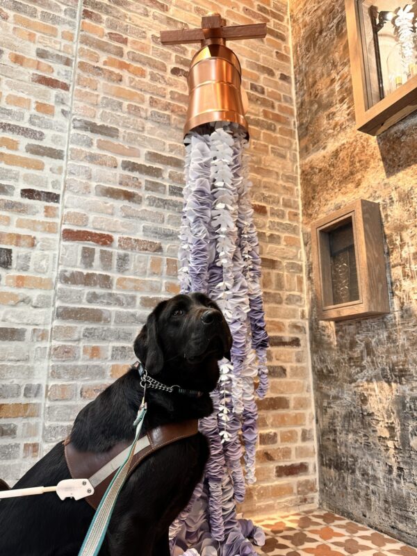 Augie sits in harness looking slightly away from the camera. In the background is a display of purple flowers appearing to fall out of a watering jug.