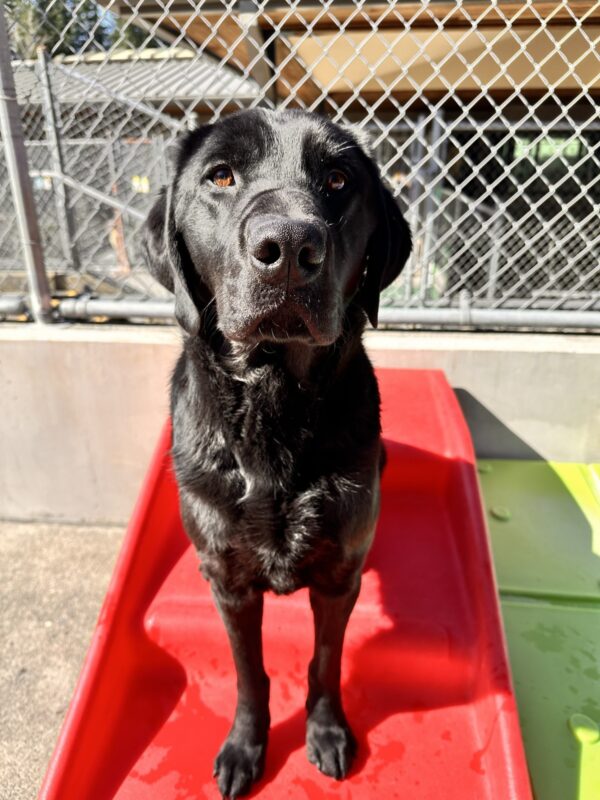 Augie is sitting in community run looking at the camera. It is a sunny day (finally!) and he is on a red staircase toy structure.
