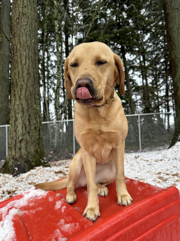 Yellow lab Bea sits atop a red play structure in a fenced in wooded area. A snow/ice mixture covers the play equipment and ground around her. She has a goofy expression on her face, as she is caught mid lick.