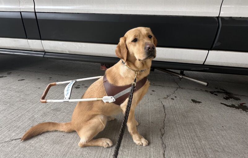 Yellow lab Bea sits in her brown leather guide dog harness in front of a white GDB training van. She has a