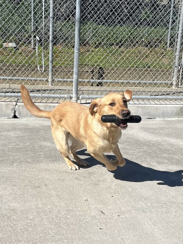 Becker sprints across the play yard holding a black Goughnut stick in his mouth.